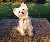Pictures of my Morkie Beau-bo-outside-ottoman-may-09.jpg