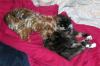 Sully's feline cuddle-buddy!-cuddlers1.jpg