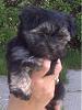 New morkie baby - olive-olive.jpg