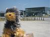 Yodi's Adventure Discussion Thread - YorkieTalk's Traveling Yorkie-2009-06-04-yodi_yvr2.jpg