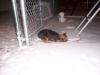 Nelly's first snow fall-nellysnow.jpg