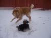 Nelly's first snow fall-nellyzena.jpg