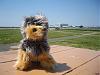 Yodi's Adventure Photos - YorkieTalk's Traveling Yorkie-2009-06-04-yodi_airport1.jpg