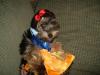 More Maddie pics-halloween-05.jpg