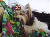 Frazier wins best jr puppy in show....-021.jpg