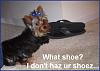 Sneaky Shoe Thief-dsci0533.jpg
