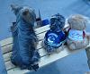 Yodi's Adventure Discussion Thread - YorkieTalk's Traveling Yorkie-2009-06-07-farewell2.jpg