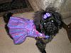 Tink's new dress from Connie!-connies-purple-dress-001.jpg