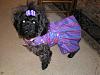 Tink's new dress from Connie!-connies-purple-dress-003.jpg