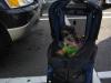 Weekend Pics...-furkids-stroller-small-.jpg