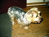 My new yorkie-imag0143.jpg