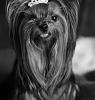 My Black and White Yorkie-k1.jpg