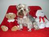 Christmas photo shoot...Featuring Sammi...-sammi-bells.jpg