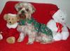 Christmas photo shoot...Featuring Sammi...-sammi-xmas-dress-2.jpg