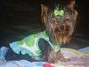 lol scary yorkie-007.jpg