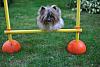 Eddie's second agility trial-apl_3382c.jpg