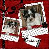 Maddie is 7 wks now!!!-u6ra-10h-1.jpg