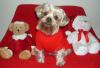 Christmas photo shoot...Featuring Sammi...-sammi-xmas-sweater-2.jpg