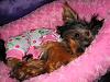 Lillie all snuggly in her jammies!!-lillie-002.jpg