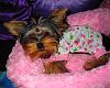 Lillie all snuggly in her jammies!!-lillie-004.jpg