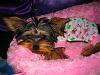 Lillie all snuggly in her jammies!!-lillie-0005.jpg