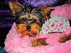 Lillie all snuggly in her jammies!!-lillie-006.jpg