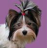 Greens Treasured Yorkshire Terriers-biancadscn1153.jpg