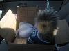 Yodi's Adventure Discussion Thread - YorkieTalk's Traveling Yorkie-1-breaking-out-box-small-.jpg