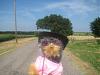 Yodi's Adventure Discussion Thread - YorkieTalk's Traveling Yorkie-chicken-tree-road-small-.jpg