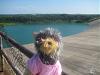 Yodi's Adventure Discussion Thread - YorkieTalk's Traveling Yorkie-spillway2.jpg