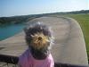 Yodi's Adventure Discussion Thread - YorkieTalk's Traveling Yorkie-spillway-small-.jpg