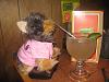 Yodi's Adventure Discussion Thread - YorkieTalk's Traveling Yorkie-just-lil-sip-small-.jpg