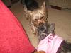 Yodi's Adventure Discussion Thread - YorkieTalk's Traveling Yorkie-10-rippin-yodi-out-his-bed-small-.jpg