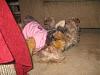 Yodi's Adventure Discussion Thread - YorkieTalk's Traveling Yorkie-11-meeting-sam-small-.jpg