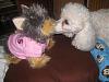 Yodi's Adventure Discussion Thread - YorkieTalk's Traveling Yorkie-8-martin-kissing-yodi-small-.jpg
