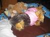 Yodi's Adventure Discussion Thread - YorkieTalk's Traveling Yorkie-9-yodi-taking-nap-small-.jpg