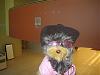 Yodi's Adventure Discussion Thread - YorkieTalk's Traveling Yorkie-img_2338-small-.jpg