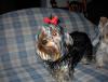 Diesel and Daisy Pictures-dsc00133.jpg