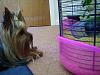 Pixie Pooh...Stalking her prey.....-hamster5.jpg