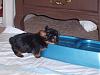 my yorkie pictures-sd530061-small-.jpg