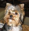 Yodi's Adventure Discussion Thread - YorkieTalk's Traveling Yorkie-pic28.jpg