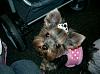 AKC Sanctioned B-Match and Yorkie Extravaganza-cutest-dog-ever.jpg