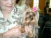 AKC Sanctioned B-Match and Yorkie Extravaganza-cutest-face-yorkie.jpg