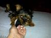 Playtime for Gizmo!-gizmo-cell-phone2.jpg