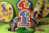 My baby boy Jackson turned one year old...sniff, sniff!!-.jpg