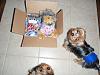 Yodi's Adventure Discussion Thread - YorkieTalk's Traveling Yorkie-p7010044.jpg