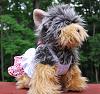 Yodi's Adventure Discussion Thread - YorkieTalk's Traveling Yorkie-dsc_0051.jpg
