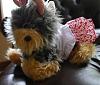 Yodi's Adventure Discussion Thread - YorkieTalk's Traveling Yorkie-dsc_0047.jpg