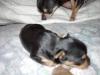 My New Little Baby!!!!!!!-pixie11weeksandstarsbabies14days_010.jpg