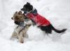 Alaska dogs fight back-img_8730.jpg